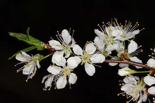 Prunus hortulana #3